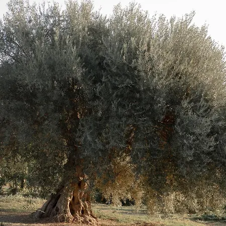 Iuta Farm * Noto