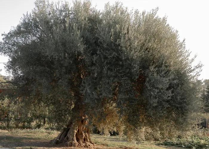 Iuta Farm * Noto